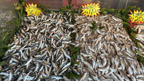 Karadeniz'de mayın alarmı balık fiyatlarını vuracak: Çok zorlaşacak, hayat zorlaşacak - Resim: 0