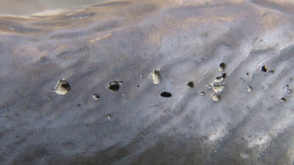 Kadıköy'ün sembolü Boğa Heykeli'nin son halini gören tepki gösterdi: Gelinen nokta üzücü - Resim: 0