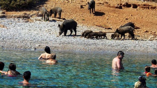 Sahili domuzlar bastı tatilciler şaşıp kaldı - Resim: 1