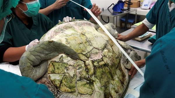 Açtılar ve gördüklerine inanamadılar kaplumbağanın içinde... - Resim: 1