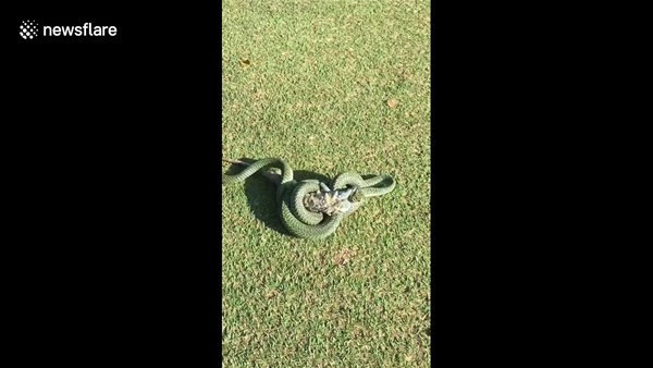 Golf sahasında girdi bu manzarayla karşılaşınca şoke oldu - Resim: 2