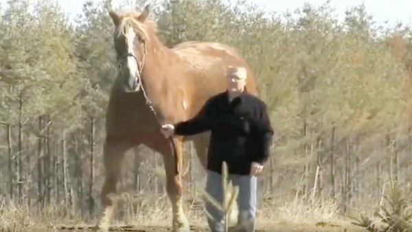 Bu atın büyüklüğünü görünce gözlerinize inanamayacaksınız! - Resim: 3
