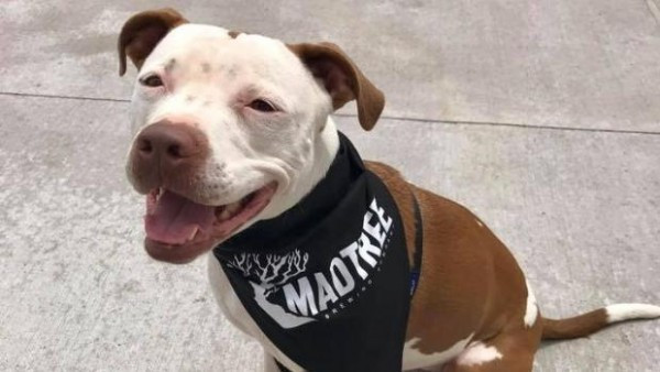 Belediye başkanı seçimlerini kazanan köpek Btynneth - Resim: 3