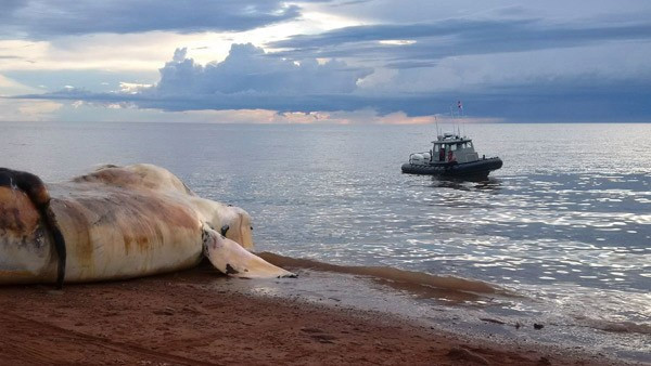 Dünyada sadece 500 tane kaldı duyan oraya koştu - Resim: 4