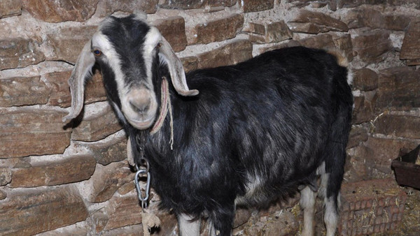 Keçiye tecavüz ederken...İğrençliğin bu kadarı! - Resim: 3