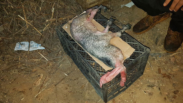 Görünce korkudan dondu kaldı 'Başı yoktu ama...' - Resim: 2