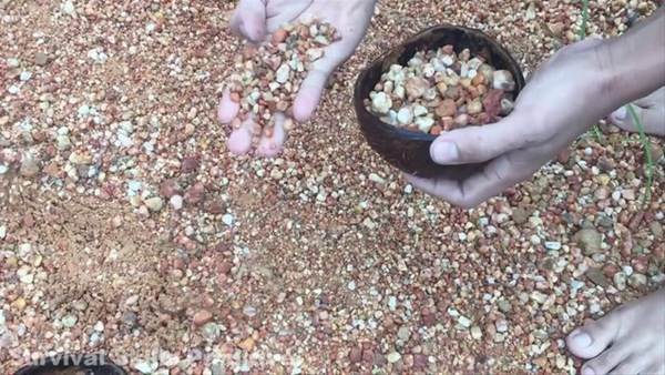 Kirli suyu nasıl temizlediğini görünce hayret edeceksiniz! - Resim: 3