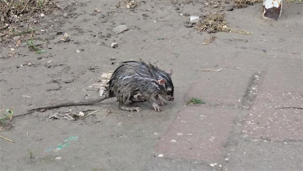 Otobüs durağında inanılmaz görüntü eşi benzeri görülmedi - Resim: 1