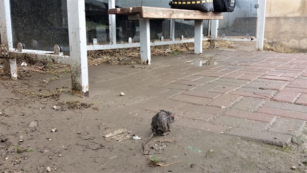 Otobüs durağında inanılmaz görüntü eşi benzeri görülmedi - Resim: 2