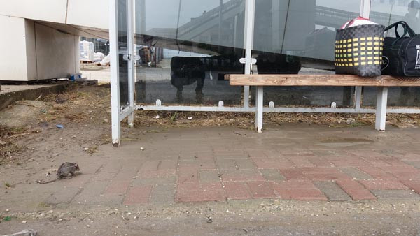 Otobüs durağında inanılmaz görüntü eşi benzeri görülmedi - Resim: 3