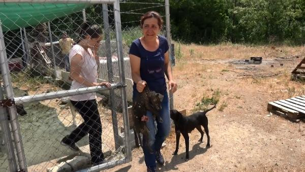 Bunu yapan insan olamaz! - Resim: 4