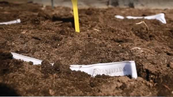 İç çamaşırlarını  neden toprağa gömüyorlar? İlginç test - Resim: 2