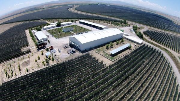 Niğde'deki şu bahçeye bakın! Bir ilden diğerine uzanıyor - Resim: 1