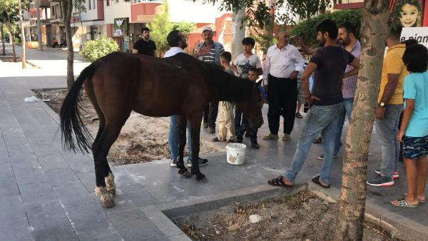 Büyük vicdansızlık: Yorgunluktan yığılınca bırakıp kaçtı! - Resim: 3
