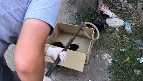 İnlemeleri duyup yaklaşınca şoke oldular! - Resim: 4