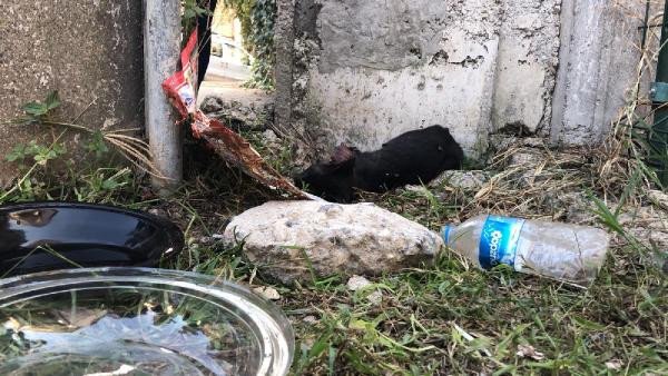 Ön patileri kesik bulunan kedi kurtarılamadı! - Resim: 1