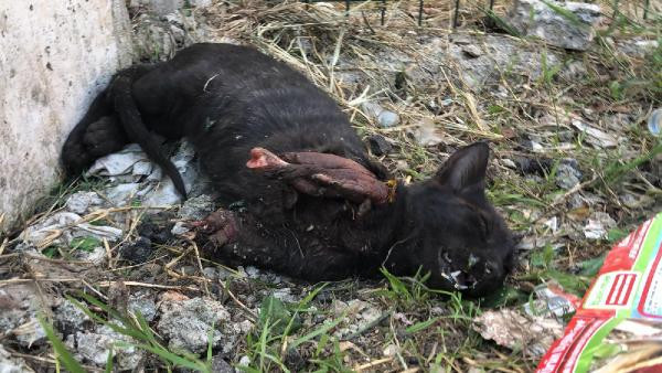 Ön patileri kesik bulunan kedi kurtarılamadı! - Resim: 2