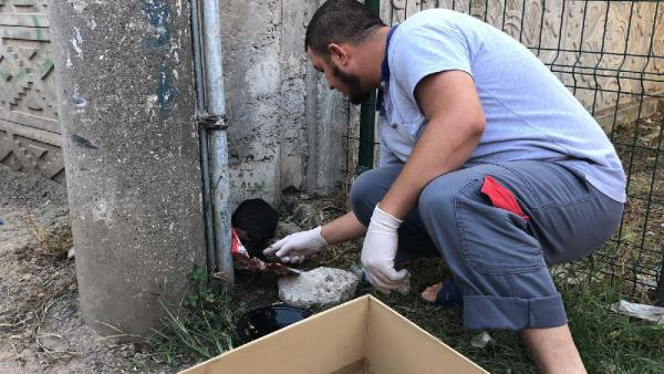 Ön patileri kesik bulunan kedi kurtarılamadı! - Resim: 3