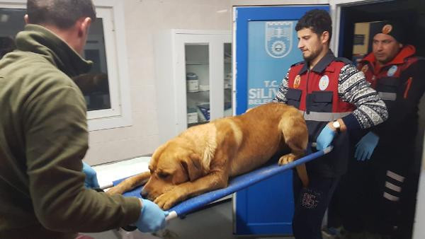 Tüfekle sokak köpeğini vurdu! - Resim: 2