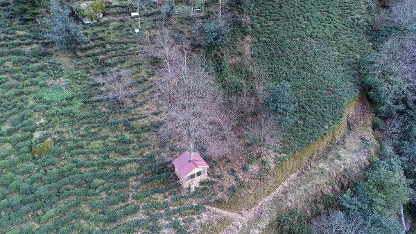 Ağacın gövdesine ev yaptı görenler hayran kaldı - Resim: 2