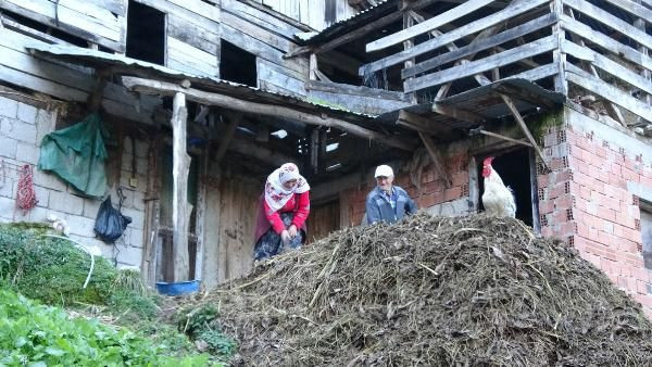 Kesmeye kıyamadığı ineğin yaşını duyanlar şaşırıyor - Resim: 1
