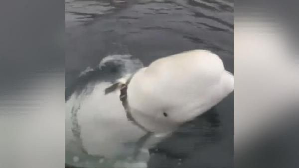 Norveç'i karıştıran iddia Askılı balina Rus casusu olabilir - Resim: 1