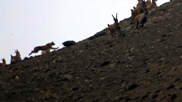 Erzincan'da bir vaşağın avlanma anı ilk kez kaydedildi - Resim: 1