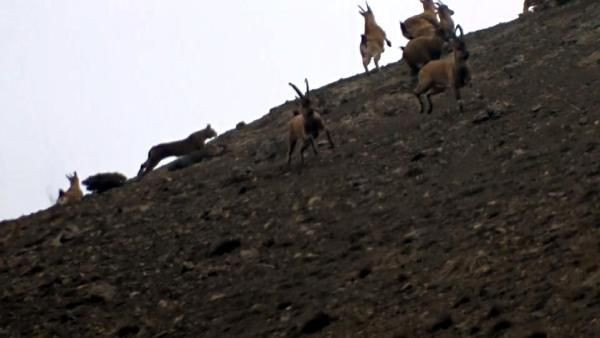 Erzincan'da bir vaşağın avlanma anı ilk kez kaydedildi - Resim: 2