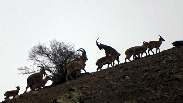 Erzincan'da bir vaşağın avlanma anı ilk kez kaydedildi - Resim: 3