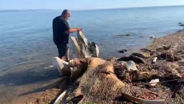 Tatilciler şaşırdı! Deniz kıyısında devasa kemikler bulundu - Resim: 1