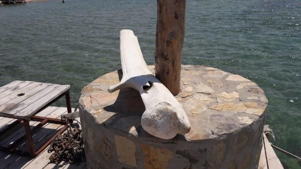 Tatilciler şaşırdı! Deniz kıyısında devasa kemikler bulundu - Resim: 2