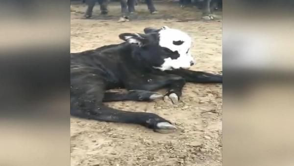 Arjantin’de 3 gözlü, 2 ağızlı doğan buzağı şaşkınlık yarattı - Resim: 3