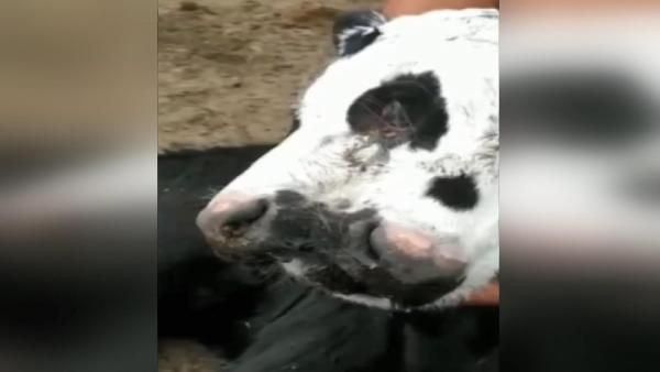 Arjantin’de 3 gözlü, 2 ağızlı doğan buzağı şaşkınlık yarattı - Resim: 1