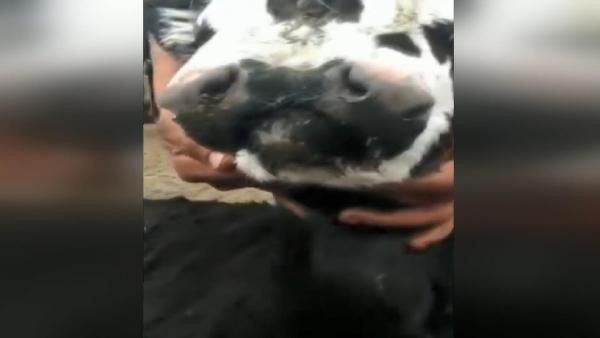 Arjantin’de 3 gözlü, 2 ağızlı doğan buzağı şaşkınlık yarattı - Resim: 2