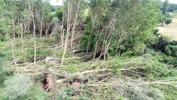 Kırklareli'de hortum dev kavak ağaçlarını kökünden söktü! - Resim: 2