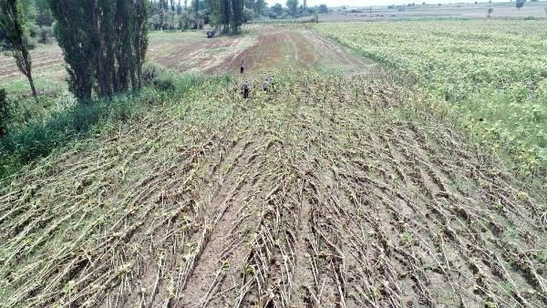 Kırklareli'de hortum dev kavak ağaçlarını kökünden söktü! - Resim: 3