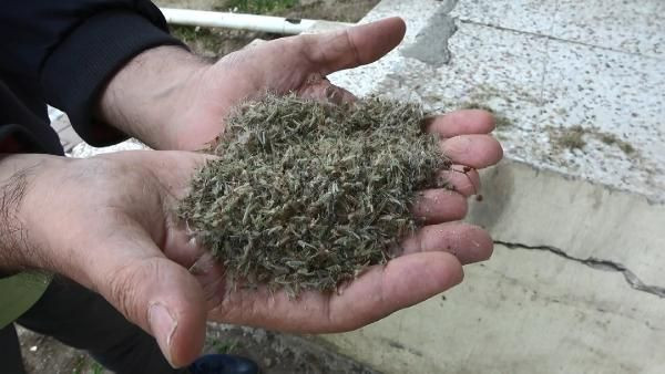 İstanbul'da korkutan görüntü! Kronomid istilası yaşanıyor - Resim: 4