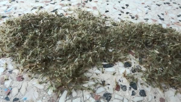 İstanbul'da korkutan görüntü! Kronomid istilası yaşanıyor - Resim: 1