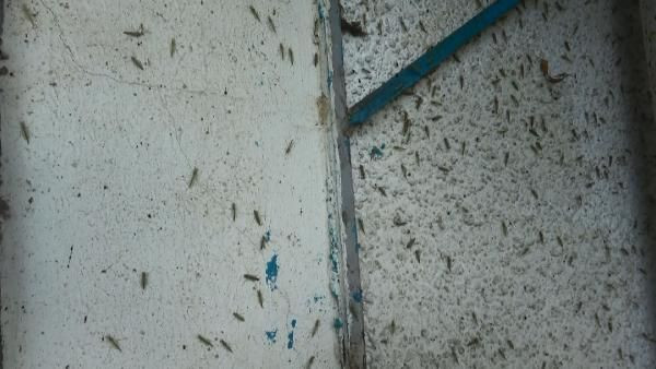 İstanbul'da korkutan görüntü! Kronomid istilası yaşanıyor - Resim: 3