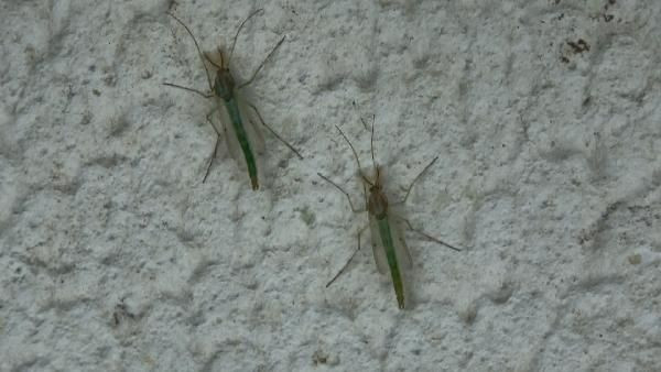 İstanbul'da korkutan görüntü! Kronomid istilası yaşanıyor - Resim: 2