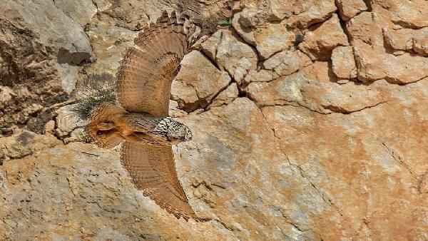 Çorum'da Puhu kuşları için taş ocağında çalışmalar durduruldu! - Resim: 3