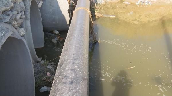 İstanbul'a sivrisinek kabusu: İlaçlara karşı direnç kazandı - Resim: 3