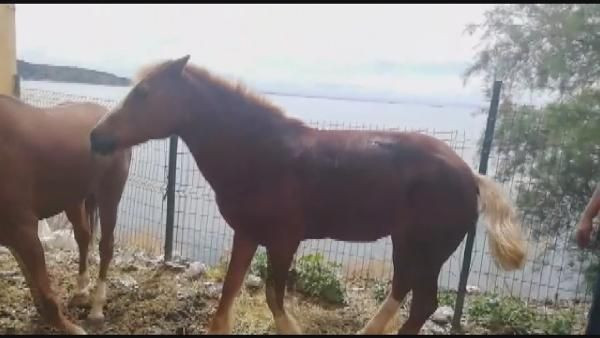İstanbul Adalar'daki fayton atlarına ne oldu? Son hallerine bakın - Resim: 2