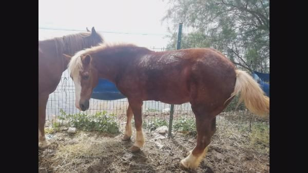 İstanbul Adalar'daki fayton atlarına ne oldu? Son hallerine bakın - Resim: 3