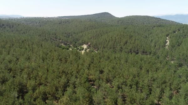 Çorak arazi 40 yılda ormana dönüştürüldü! İnanılmaz değişim - Resim: 2