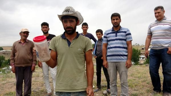 Van'da akrep istilası! Her taşın altından çıkıyor uzmanı şoke oldu - Resim: 2