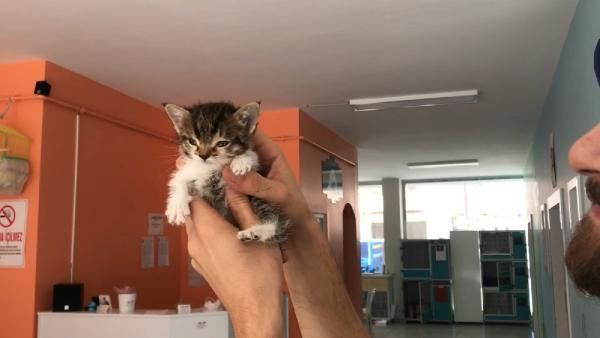 Gerçek veterinerde ortaya çıktı! Bu kediden Türkiye'de sadece 1 tane var - Resim: 3