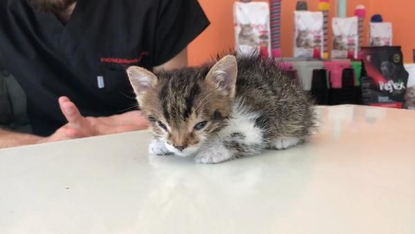 Gerçek veterinerde ortaya çıktı! Bu kediden Türkiye'de sadece 1 tane var - Resim: 1