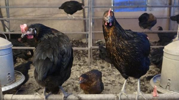 Aydın'da hobi olarak başladılar! Şimdi günde 1000 tane üretiyorlar - Resim: 1