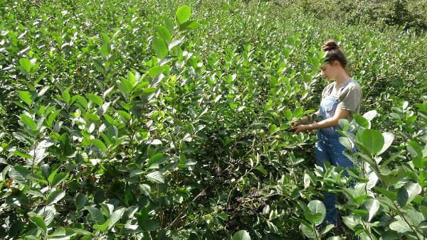 Trabzon'da fındıkların yerine dikti bu meyveyi hiç kimse bilmiyor - Resim: 4